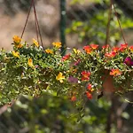 Bed & Breakfast Serra Serena *