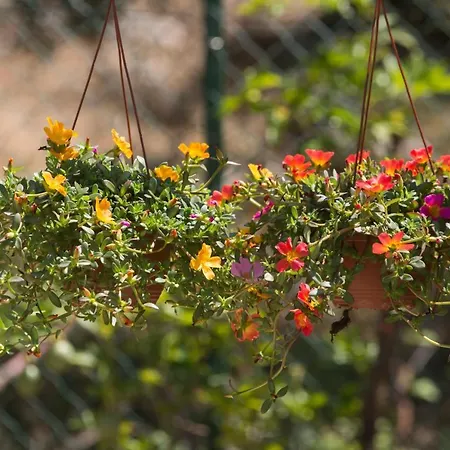 Bed & Breakfast Serra Serena *